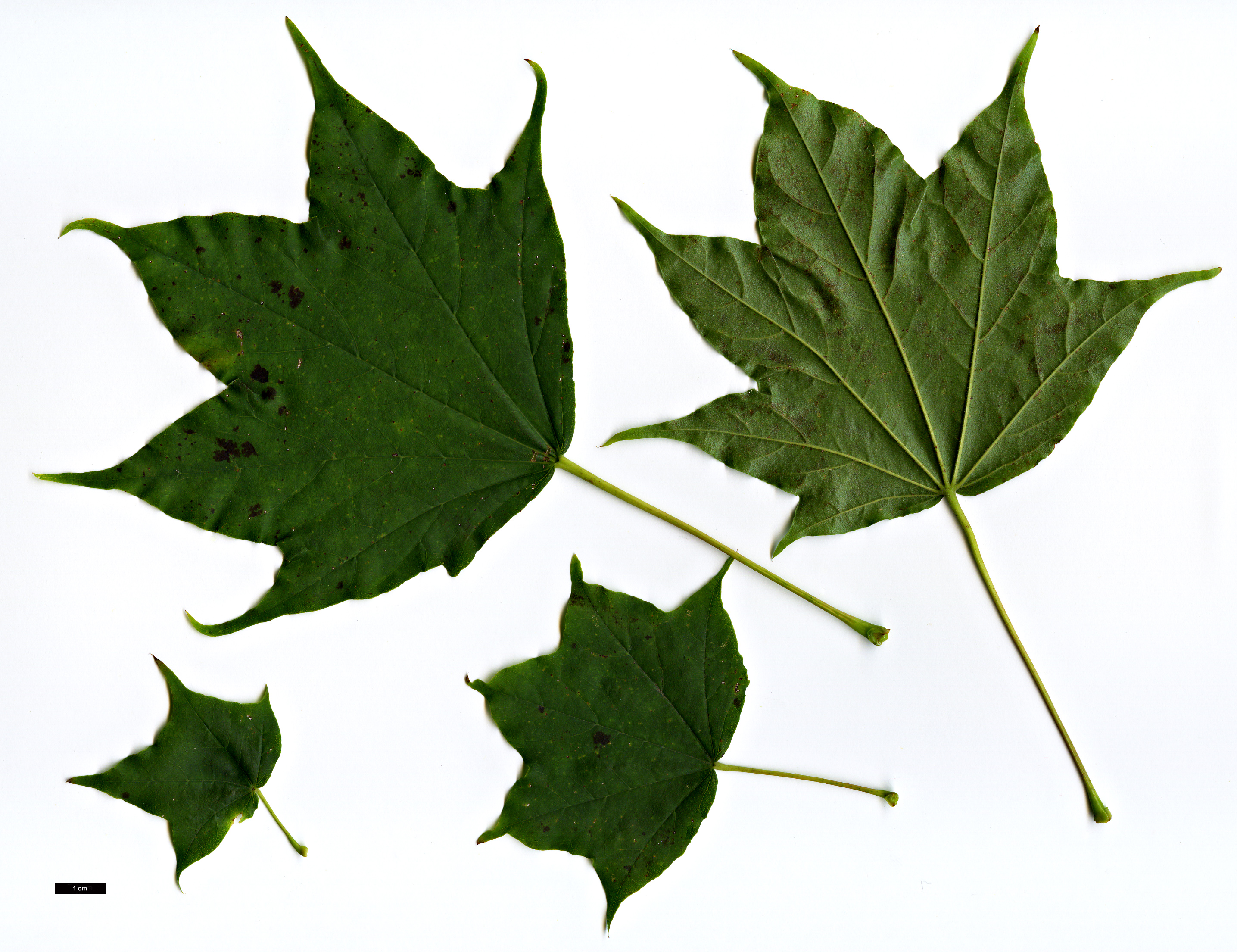High resolution image: Family: Sapindaceae - Genus: Acer - Taxon: pictum - SpeciesSub: f. ambiguum